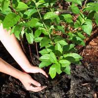 Manufacturers Exporters and Wholesale Suppliers of Organic Fertilizers Trichy Tamil Nadu